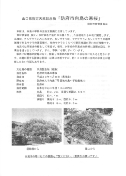 山口県指定天然記念物「防府市向島の寒桜」