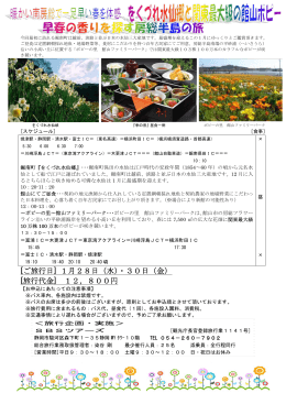 をくづれ水仙郷と関東最大級の館山ポピー 早春の香りを探す房総半島の旅