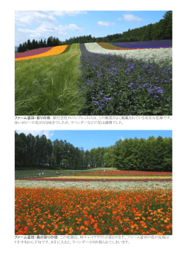 ファーム富田・彩りの畑 旅行会社のパンフレットには、この風景がよく掲載