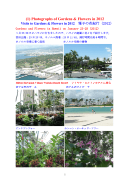 Gardens and Flowers in 2012: 日立の木(p.2)