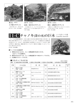 72,チャノキ・ナツツバキ・ヒメシャラ・サカキの巨木