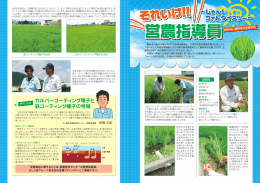 飼料米の生育状況（PDF：684KB）