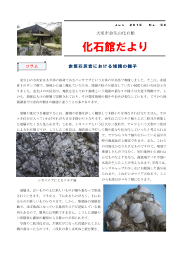6月号 №50 赤坂石灰岩における堆積の様子