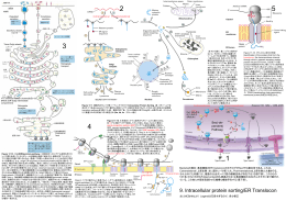 Secretory pathway