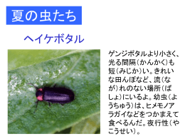 夏の虫たち