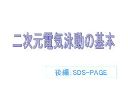 電気泳動の基本・その1