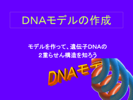 DNAモデルの作成