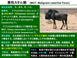 悪性カタル熱