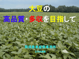 大豆講習（2.8MB）