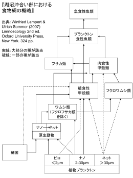 湖沼沖合い部における食物網 - Wetlands International Japan