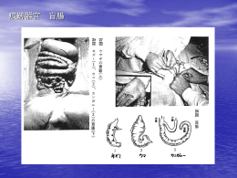 痕跡器官 盲腸 9、幼生はどこに？ 10