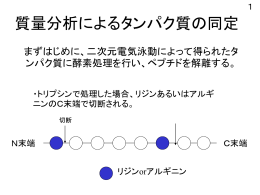 杉沼よう子さん：質量分析によるタンパク質の同定