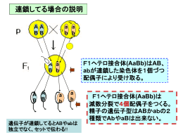 (AaBb)はAB、abが連鎖した染色体を1個づつ配偶子により受け取る。