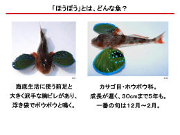 ほうぼう料理専門店「たつみ」発表会用