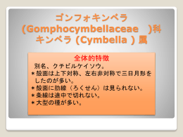Gomphocymbellaceae - SCHOLA-SHISHI