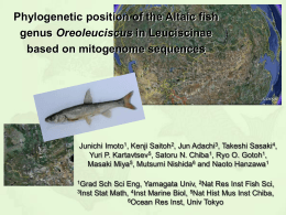 Tribolodon