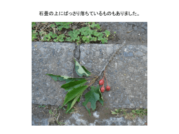 石畳の上にばっさり落ちているものもありました。 手を伸ばすと届く高さ