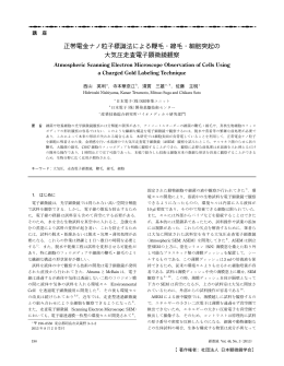 正帯電金ナノ粒子標識法による鞭毛・線毛・細胞突起