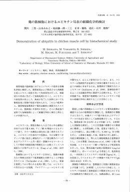 鶏の筋細胞におけるユビキチン局在の組織化学的検討