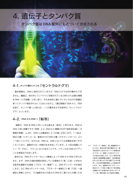 4. 遺伝子とタンパク質 （PDFファイル： 2.3MB）