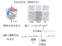 筋肉が出せる力 力の単位 ニュートン 上腕二頭筋の出 せる力 二頭筋 の