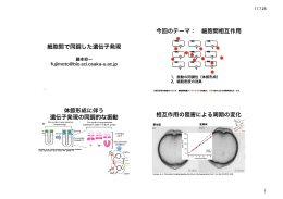 細胞間で同調した遺伝子発現 今回のテーマ： 細胞間相互作用 体節形成