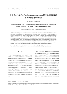 アフリカハイギョProtopterus annectens好中球の形態学的