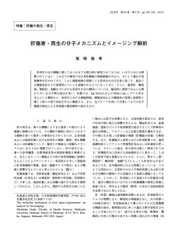 肝傷害・再生の分子メカニズムとイメージング解析