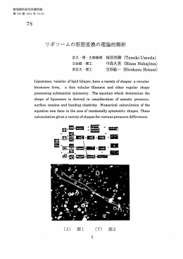 リポソームの形態変換の理論的解析