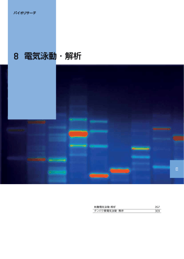 8 電気泳動 ・ 解析