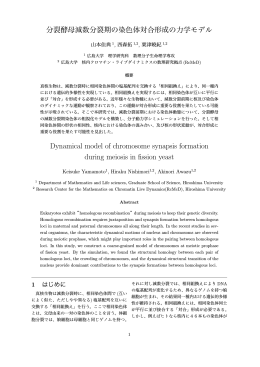 分裂酵母減数分裂期の染色体対合形成の力学モデル