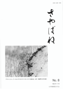 ブナにとまっているヒゲナガゴマフカミキリ(奥日光大沢1982年6月19日