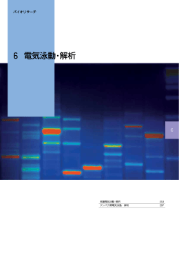 6 電気泳動・解析