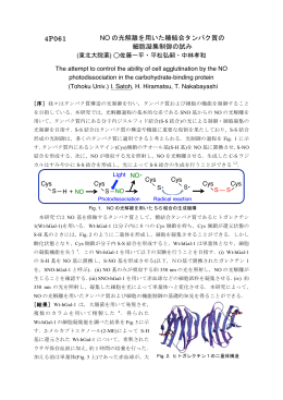 NO の光解離を用いた糖結合タンパク質の 細胞凝集制御の