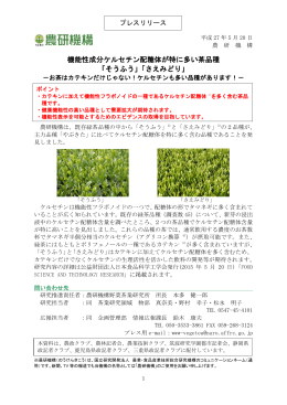 機能性成分ケルセチン配糖体が特に多い茶品種