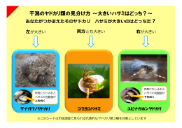 干潟のヤドカリ類の見分け方～大きいハサミはどっち？～ ？