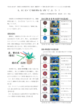 LEDで植物を育てよう！ 《光の三原色（赤・緑・青）の光源下での生長