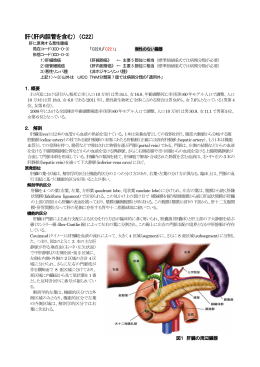 肝（肝内胆管を含む） （C22）