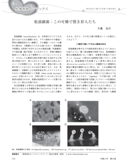 粘液細菌；この可憐で賢き狩人たち