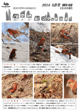 ≪イスカ 雄 雌 雄 ～ 4月≫ ナキイスカ同様、スズメ目アトリ科で体長約