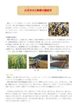 古代米など雑穀の機能性