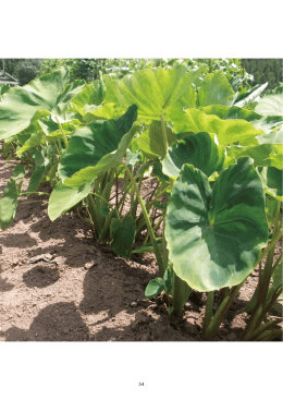 はすいも - いわき市