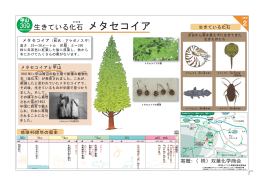 生きている化石 メタセзイア