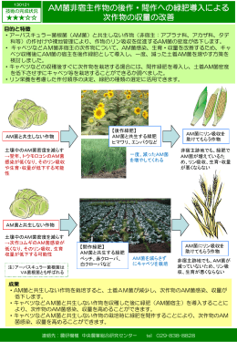 AM菌非宿主作物の後作・間作への緑肥導入による