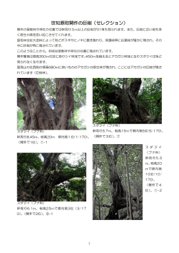 世知原町開作の巨樹（セレクション）