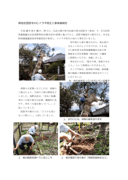 県指定国恩寺のヒイラギ再生工事実績報告