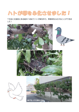 7月末に社屋前にある植木へ初めてハトが巣を作り、無事卵をふ化する