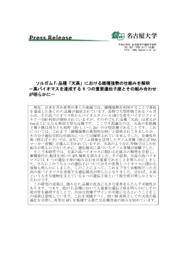 ソルガム F1 品種「天高」における雑種強勢の仕組みを解明 －高