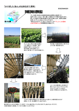 「かけぼしたくあん」の出来るまで（原料）
