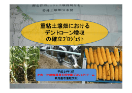 重粘土壌畑における デントコーン増収 の確立ﾌﾟﾛｼﾞｪｸﾄ